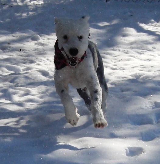 /images/events/28/nelson likes the snow.jpg